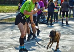 Maraton DOZ 2019 - zawodnik z psem