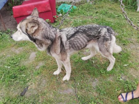 Husky medor 2