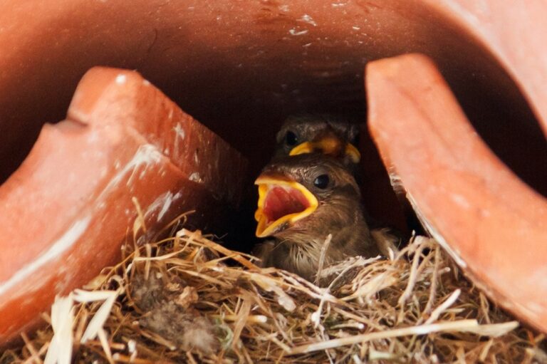 Sparrow 18215 1280 1