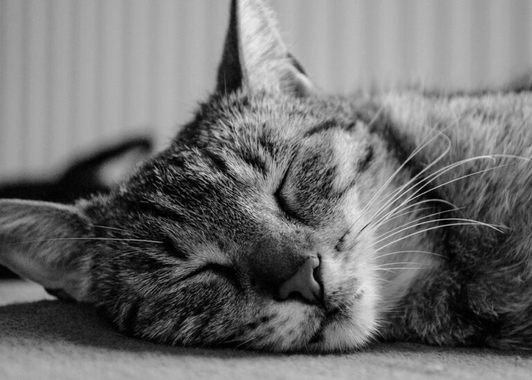Cat 2327763 960 720