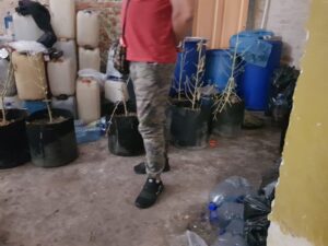 Marihuana lodz3