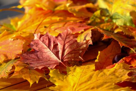 Pogoda w weekend w Łodzi i regionie. Jakie prognozy na koniec tygodnia? Leaf 4545434 12801
