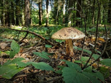Mushroom 2733715 1280 2
