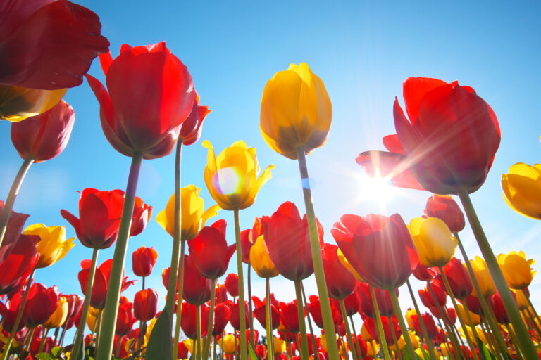 52 tysiące tulipanów w 35 odmianach. Ogród botaniczny w łodzi zakwitł