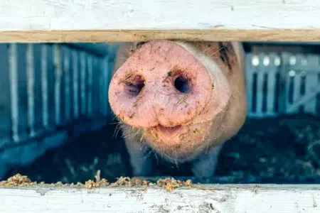Odszkodowanie za smród z chlewni Odszkodowanie za smród z chlewni