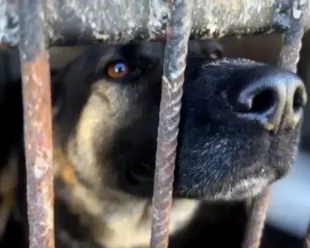 32-latek znęcał się nad psami. Grożą mu 3 lata Znęcał się nad psami