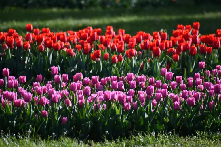 Tulipany w Ogrodzie Botanicznym w Łodzi.