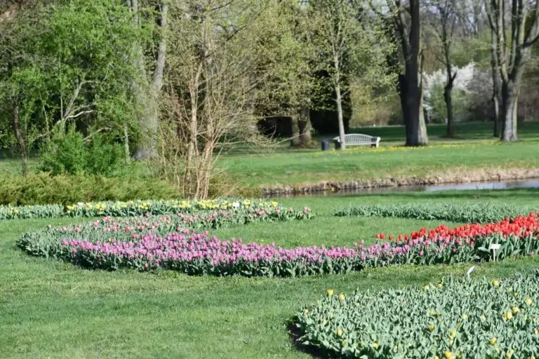 Tulipany w Ogrodzie Botanicznym w Łodzi.