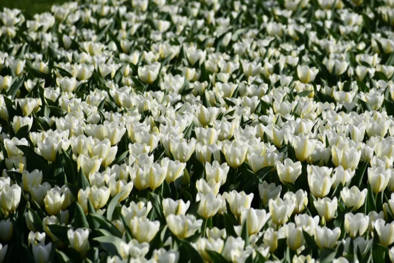 Tulipany w Ogrodzie Botanicznym w Łodzi.