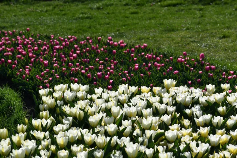 Tulipany w Ogrodzie Botanicznym w Łodzi.