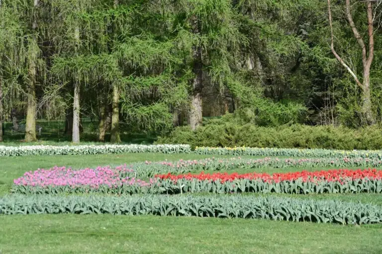 Tulipany w Ogrodzie Botanicznym w Łodzi.
