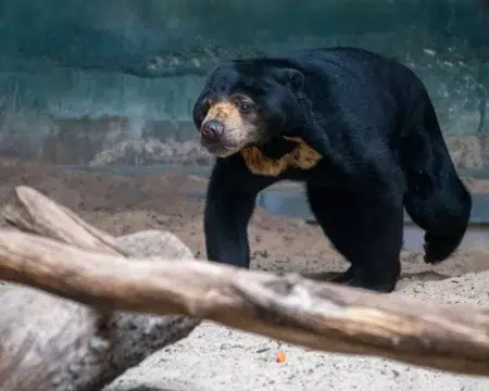 Niedźwiedź malajski w Orientarium ZOO Łódź: Gula i Batu czekają na samca Niedźwiedź malajski w zoo łódź