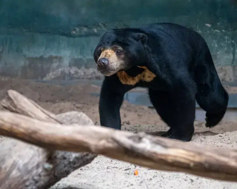 Niedźwiedź malajski w zoo łódź