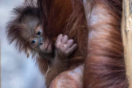 Orangutan sumatrzański urodził się w łódzkim zoo
