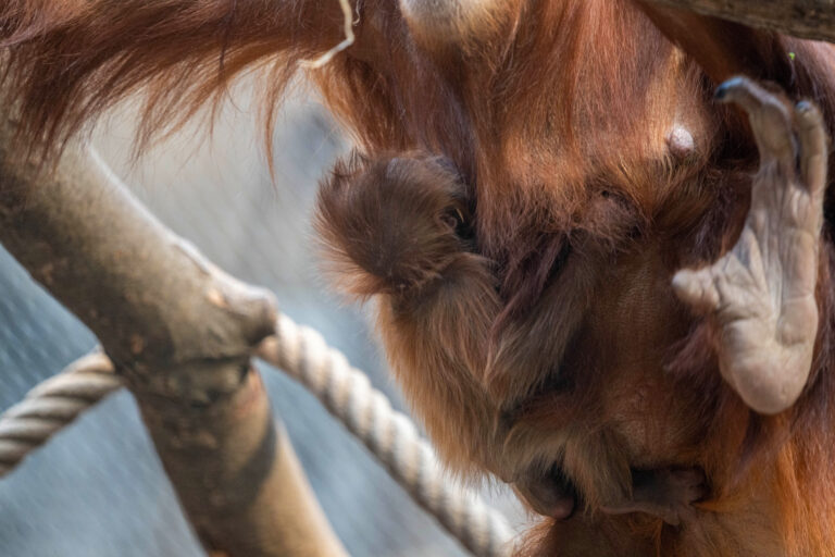 Orangutan sumatrzański urodził się w łódzkim zoo