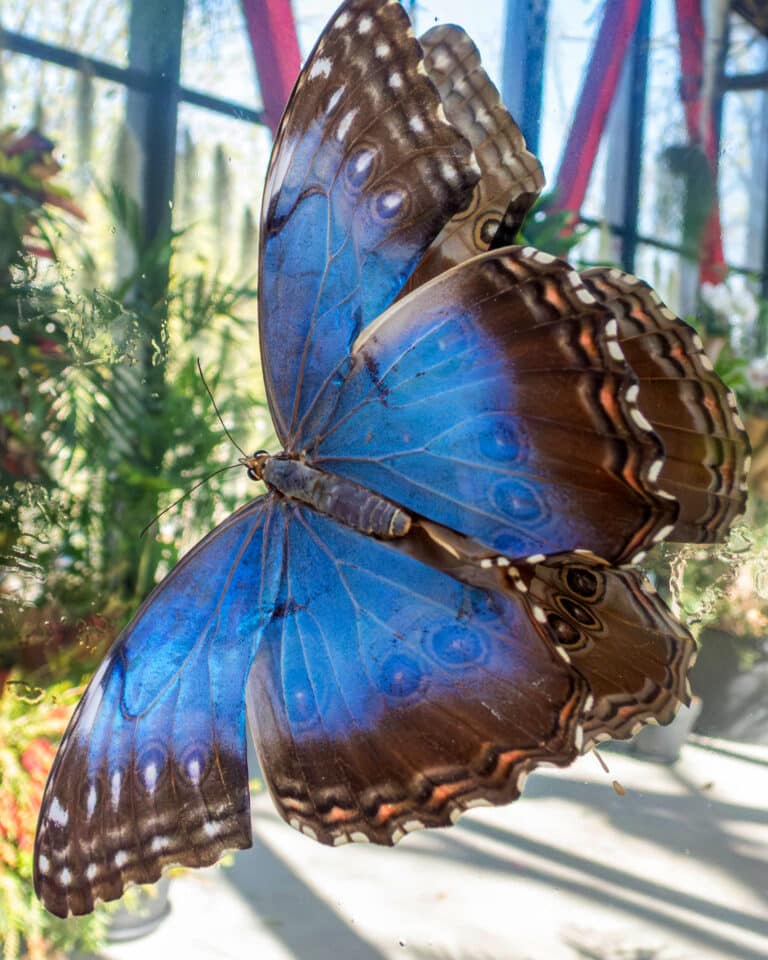 Nowa motylarnia w łódzkim zoo