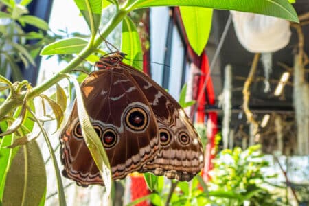 Nowa motylarnia w łódzkim zoo