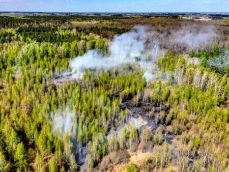 Pożar lasu w powiecie skierniewickim w miejscowości joachimów-mogiły