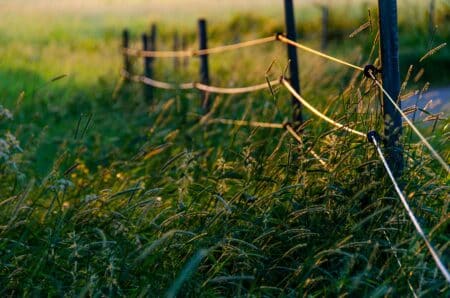 Elektryczny pastuch zabił psa w miejscowości cesarka w łódzkiem