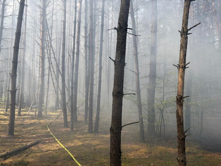 Pożar lasu - Kurnos Drugi