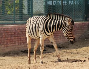 Zebra w zoo