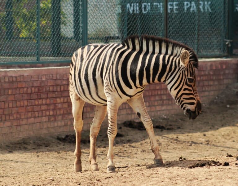 Zebra w zoo